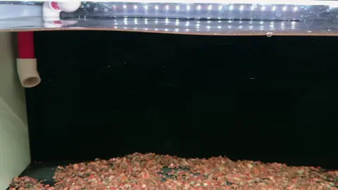 Chơi thử nước trắng xem sao #redpangkalanbun #channafish #channa #channaindonesia #giadung1619 