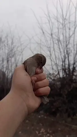 #kesvet #global #fyppppppppppppppppppppppp #fyp #kesvetbenionecikar 