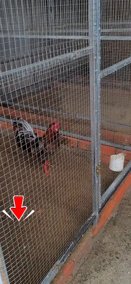 ngũ cốc gà DP Green vừa có tinh chất tỏi vừa có sâu sấy  yêu thương động vật #ngucocdaiphat #ngucocgadp #ngucocchoga #ngucocga 