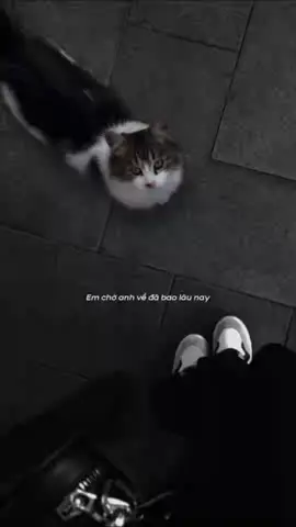 Em chờ anh về đã bao lâu nay... #CapCut #nhachaymoingay #xh #bray #amee 