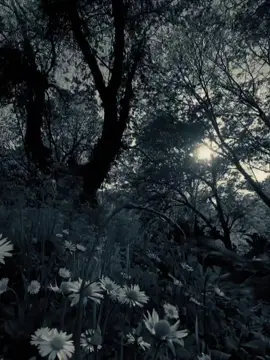 #CapCut #dianastemplate #trending #fypage #fypシ゚ 