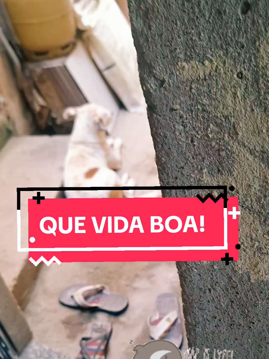 Que vida boa! #pet 