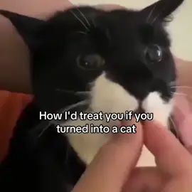 How I'd treat you if you turned into a cat❤️‍🩹 #catlover #catsoftiktok #foryouu #cats 