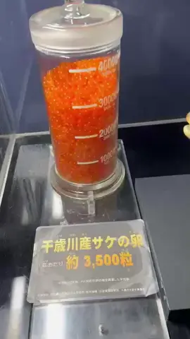 Mengunjungi Chitose Salmon Aquarium di Hokkaido Jepang, sebagai bahan dasar pembuatan Superfood Subarashi dan Utsukushi alternatif Stemcel yang digunakan oleh Medis sejak era konservasi pertama (Meiji) sampai sekarang. #sehatgamahal  #jagasehat #sehatalami 