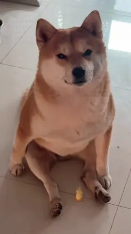 小鼻子可灵了一天看见我给他拿鸭腿了就在这坐着等着 #柴犬 #铲屎官的乐趣 #萌宠 #微笑柴柴 