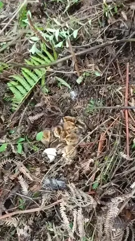 Bất ngờ phát hiện Tổ gà rừng mới nở trên đồi