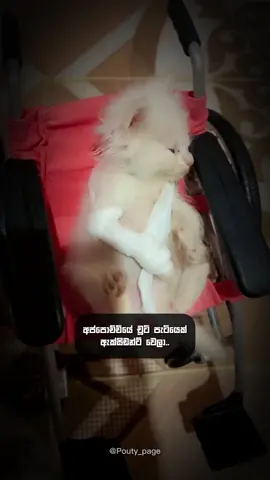 චූටි පැටියට get well soon කියන්න කවුරුත් නෑලු.... 🥹 #foryou #fypシ #fyp #pouty_me #pouty_you🥺 