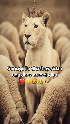 💋😭👏🏻#jalfnimo #galmudugnimo💙🤍💚 #sacadsiciid #habargidir 