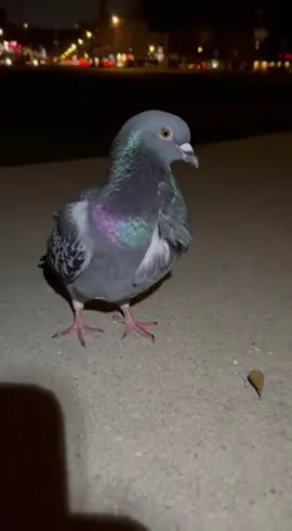 They said it was a joke. They said it was just a meme. But after seeing this, you might never look at a pigeon the same way again. Is this the evidence we needed? عربي: قالوا إنها مزحة. قالوا إنها مجرد ميم. لكن بعد رؤية هذا، قد لا تنظر إلى الحمام بنفس الطريقة مرة أخرى. هل هذا هو الدليل الذي كنا نحتاجه؟ #birdsarentreal #conspiracytheory #birdsdrones #robotbird #proof #deepstate #glitchinthematrix #غموض #اكتشاف #نظريات