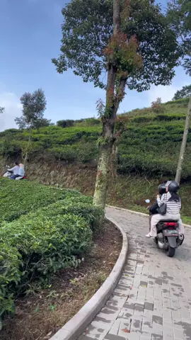 the view telaga saat disetiap sisinya☘️ #telagasaatpuncak #puncakbogor 