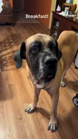 I free feed the dogs BUT he doesn’t like it when his bowl is empty. #giantdogsoftiktok #daniff #mastiff #bigdogs #jackrussell 