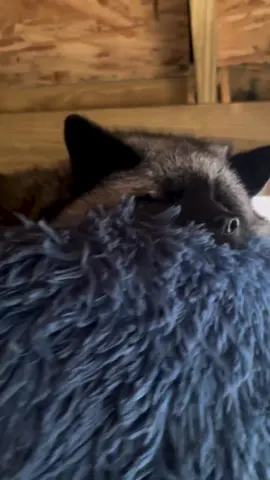 💕💕💕#cute #foryou #animals #videoviral #fox 