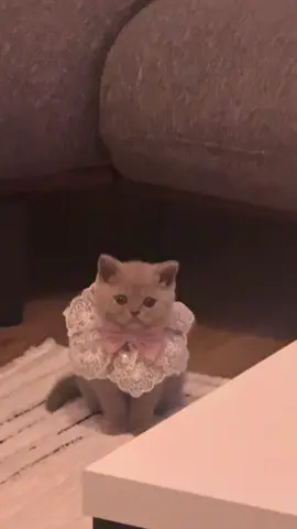 kocamın evdeki düşmanı(!) #kedi #komikanlar #catsaretheboss #keşfet #fyp 