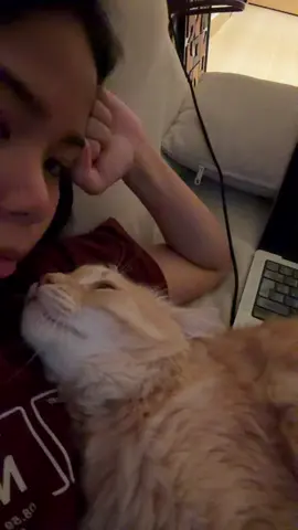 No thoughts #fyp #cat #foryou 