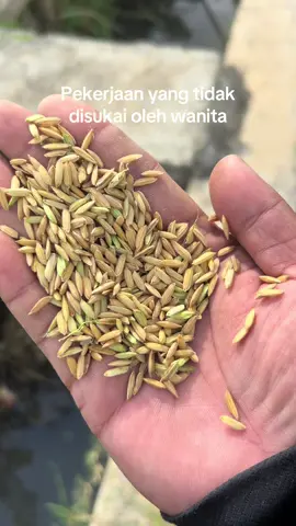 Ora sragaman ora sepaton tur ora keren blass iki 😊#gabahbalap🌾 #gabah #beras #berasbalap #fyp #masukberanda #fypage #bledukbanget #yogibalaputragabah 