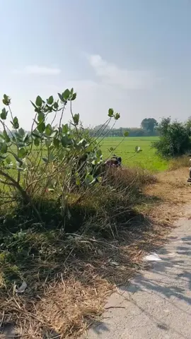 #DCO shekipura ka haqam sa قبضہ🤬💪# ch Ali turab Bhangoo #@Ch Zubair ghugh #💖❣️💞🌹🥀 #bhangoo♥️ #fypシ゚ #foryoupage viral video 