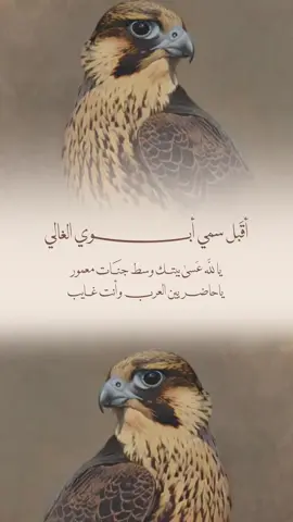سمي ابوي عصام❤️❤️ لتواصل الرابط بالبايو #دعوات_الكترونية#تهنئة#بشارة_مولودة#بشارة_مولود#حفيدي#حفيدتي#سمي_ابوي#سمي_جده#سمي_عمه#سمي_خاله#سميت_امي#بشارة_تؤام#بيبي#دعوة_زواج#عقد_قران#تهنية_عمتي#ولكم_بيبي#اول_مولود#وصرت_ام#بشارة_جديدة#بشارة_حلوه#بشارة_هادئة_#بشارة_ناعمة#بيبي_سلطان#مولود_سلطان#اقبل_سمي_ابوي #اقبل_سمي_جدة #سمي_جده#بشارة_سمي_جدة#بيبي_عناد#اقبلت_حفيدتي#حفيدتي#اول_حفيده#حفيدتي #بشارة_اول_حفيده#سمي_ابوي_المرحوم #سمي_جده_الله_يرحمه #سمي_ابوي_عايض#بيبي_عايض