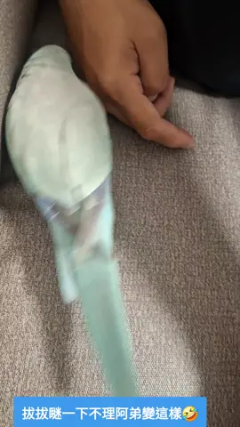 拔拔瞇一下不理阿弟變這樣🤣 #和尚鸚鵡  #白銀絲 #哈密瓜  #阿弟哈妹  #寵物毛小孩 