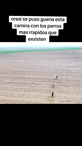 #conpeticionperros#corridostumbados #corridisbelicos🧿📿🍀 #mascotas #tnefasterdogs 