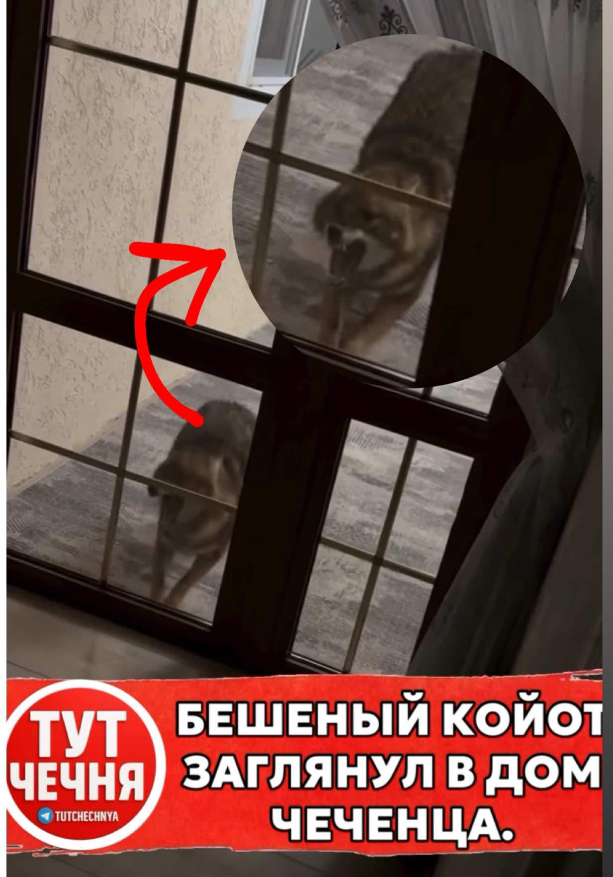 😳В Алдах ночью пришёл койот и пытался вломиться в дверь. Остерегайтесь: такое бесстрашное поведение диких животных может быть признаком бешенства. Укусить он может запросто. #чеченец #чечня #чеченцы 