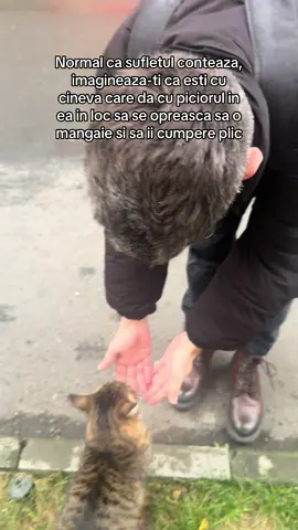 🥺🥺 iubim animalele!! @Adi Hornea #pisici #animale #cats #fy #foryou