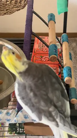 Happy #birdtok #whistle #happy #cockatiel #PetsOfTikTok 