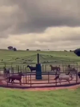 #نجران_الجنوب_اكسبلور🐎 #😴 