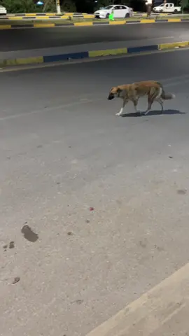 صارله ساعه يراقبني مدري يريد يعضني بس مستحي 🙂🙂  . . . . . #سماوه#كلاب #tiktok #fypシ #fyp .