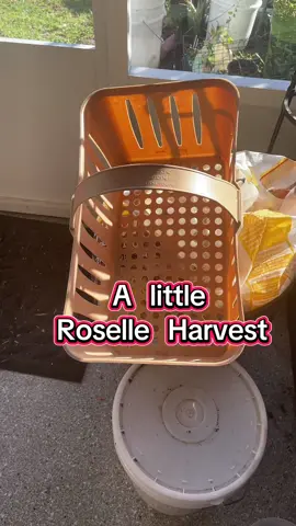 A little roselle harvest 💚 #gardening #garden #tiktok #roselle #sorrel 