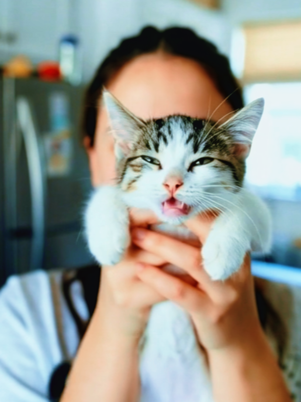 what makes me happy? Cats and kittens 🥹❤️❤️ #cat #cute #tomy #cuteoverload #funny 