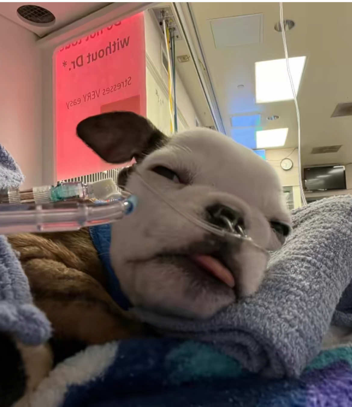 Walter 💔 @Cleft Rescue Unit | #walter #dog #rescue #fyp #sad 