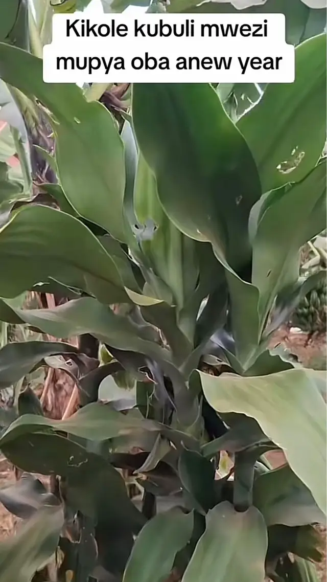 #viral #foryoupage #foryoupage❤️❤️ 