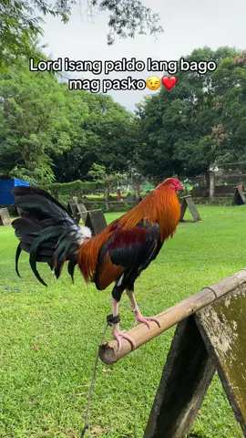 #fyp #fypage #batangsabungero #gamefarm #batanggaffer 