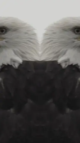 #CapCut #aljanubi_22ws #مشاهير_تيك_توك #محمود_الجبلي #الشعب_الصيني_ماله_حل😂😂 