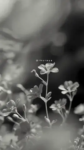 #حكمة #اقتباس #خواطر  #صوت_هادئ #كلمات_راقية