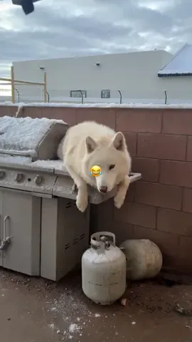 A lot of things come to mind- cold, slippery. Comfortable isn’t one of them😂♥️.                                         #keeperofthewolves #foryoupage #packpeculiar #savewolves #wolves 