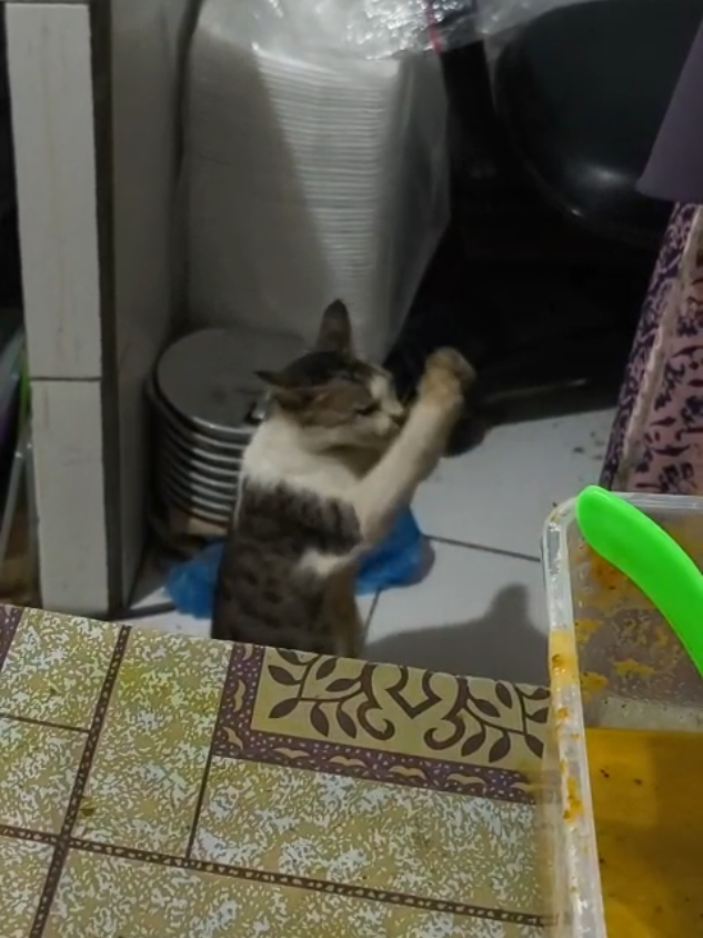 mereka tidak akan merasakan apa yang kurasakan #meme #kucing #fyp #kucinglucu 