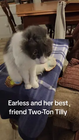 my earless cat and her bestie Two-Ton Tilly. show them some love. #cat #purr #catlover #sheltercat #rescuedcat 