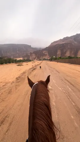 تغذيه بصريه ماشاءالله تبارك الله #اكسبلور #العلا #جو_الشتاء #لهيب_الفارس #خيل_وخياله🐎🔥 
