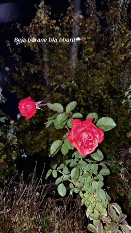 Beja barane bla bbarit🌧️🤎#fypシ #viral #tiktok #foryou #selwa🦋 