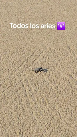 #aries #signoszodiacales 