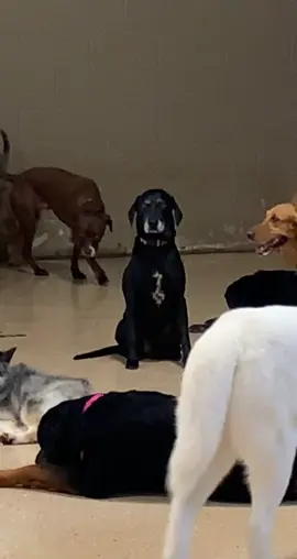 😱😱😱 #dogsoftiktok #dogdaycare #dogsoftiktok #hesjuststandingtheremenacingly #funny 