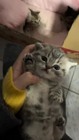 So cute #cutecat #pet #kucing #kitty #funny 