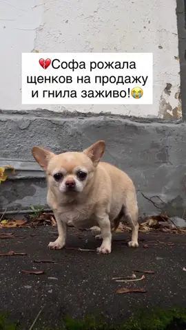 Софу изувечили ради наживы, а потом выбросили как мусор!😭 Теперь её жизнь на волоске и без операции она погибнет. Прошу, помогите её спасти!🙏🏻🥺 ⠀ Софа жила на Кавказе у черных разведенцев. Всю жизнь она приносила им доход - рожала щенков на продажу и жила в тесной клетке. ⠀ Мне написали о ней волонтеры и я забрала девочку в Москву в тяжелом состоянии. Её обследовали в клинике, из-за плохого образа жизни у Софы сильно пострадали желчный пузырь и печень. ⠀ Врачи назначали Софе терапию, но последние анализы показали, что она не работают и без удаления желчного пузыря мы её потеряем!🥺 ⠀ Софе всего 8 лет, она никогда не знала ни ласки ни любви и от этого страшно больно и обидно! У нее нет никого, кроме меня и вас!💔 ⠀ Я прошу каждого, кто читает этот пост - не проходите мимо беды этого измученного существа!🙏🏻🥺 Ведь ее жизнь сейчас в наших руках... #спасение #спасениеживотных #нужнаподдержка #