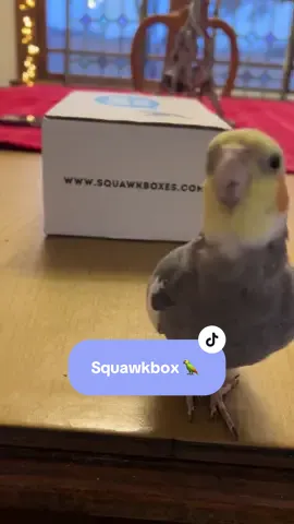 Squawk box came in #fyp #cockatiel #parrot #birdsoftiktok #squawkbox 