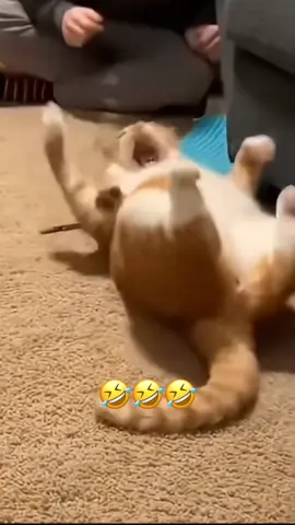 The cat’s reaction 😭 #prank #cats #mouse #funny #fail (via animals_lover20k/IG)