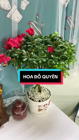 Tính ra có cây dỗ quyên để trang trí bàn làm việc và hoa chơi Tết thì bao đẹp luôn ạ. #doquyen #doquyenbonsai #caydoquyen #hoadoquyen #nhancayxanh 