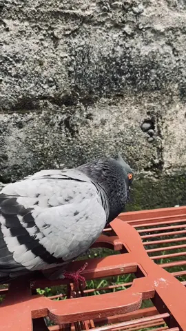 SOLD OUT. #merpatilovers#merpatitomprang#merpatiindonesia#merpatijogja