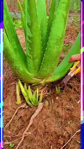 Cómo Hacer Gel de Aloe Vera Casero Que Dura Meses | El Proceso Completo Profesional