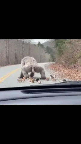 Funny Gorilla 😂 #fyp #brainrot 